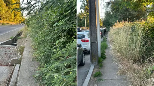 Pastizales bloquean vereda en transitada avenida de Los Ángeles