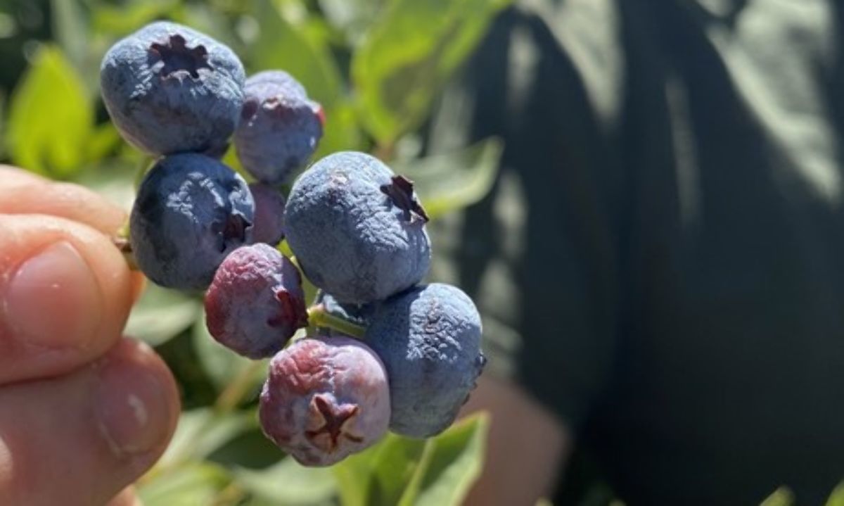 Las altas temperaturas obligan a los productores agrícolas a reprogramar las cosechas y extremar el cuidado del recurso hídrico para evitar pérdidas. / Diario Frutícola