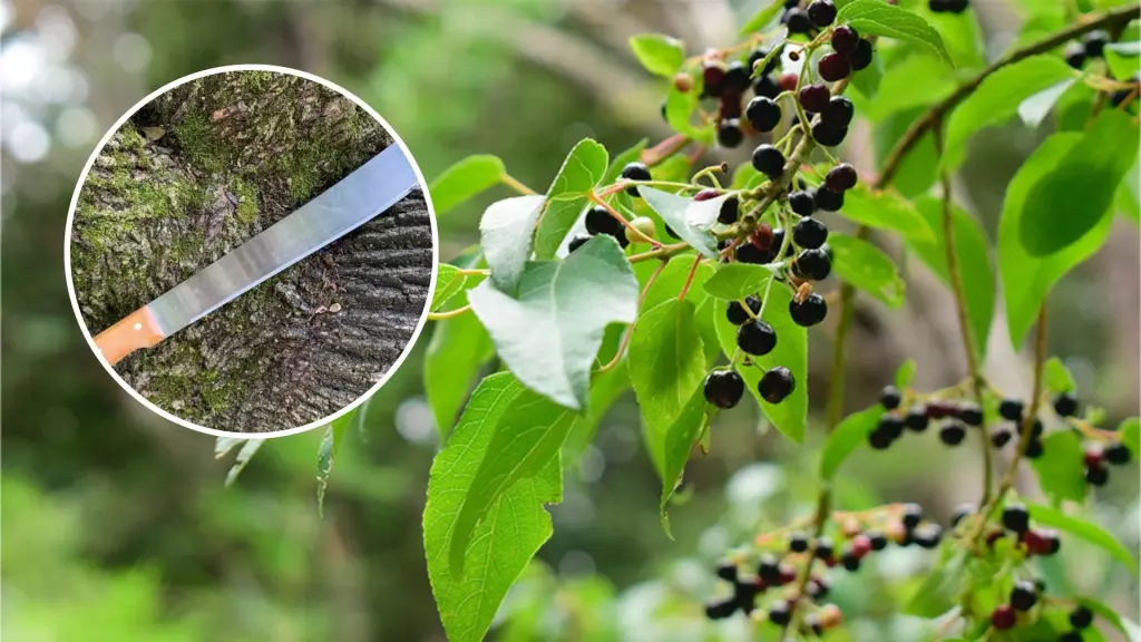 Detienen a dos hombres por destruir árbol de maqui al interior de hidroeléctrica en Quilaco, Referencial