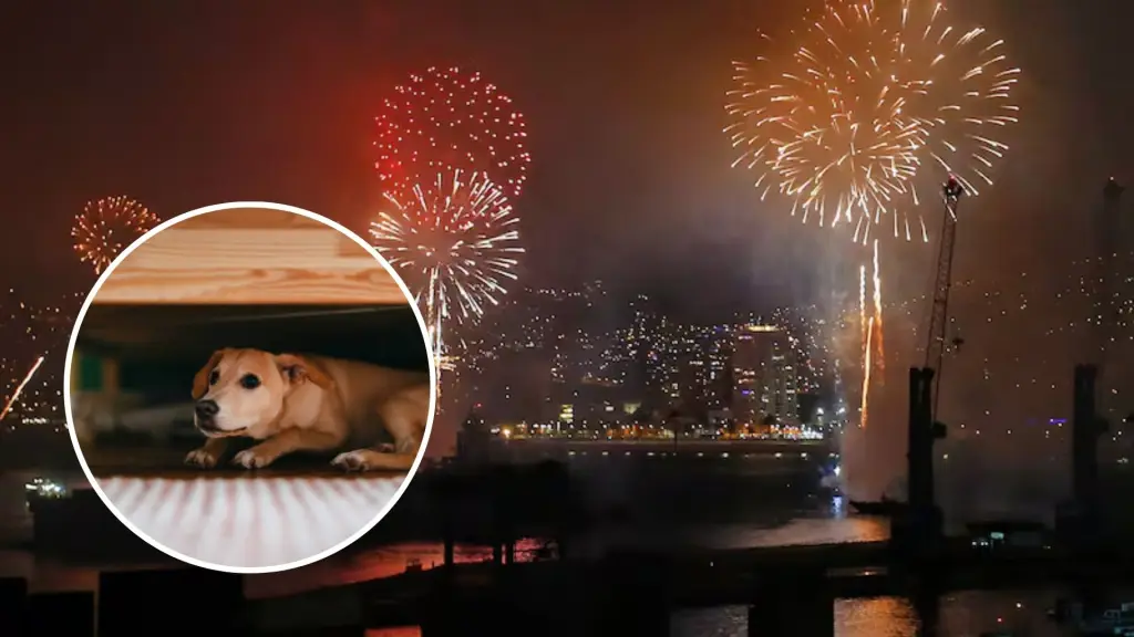Las consecuencias del uso de fuegos artificiales en las mascotas, Diario La Tribuna