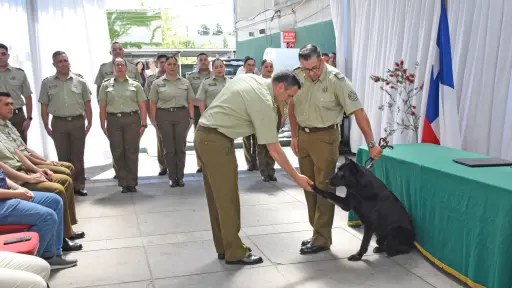 Dalton: el perro guía de Carabineros que se acogió a retiro