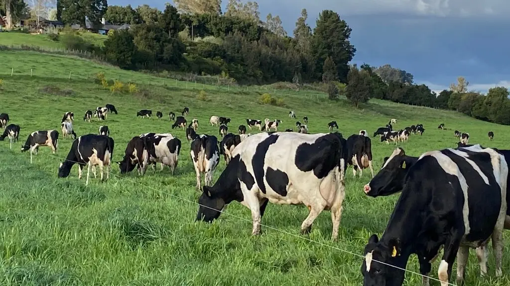 El diagnóstico revela que en 2023 el 76,5% de la leche recibida en plantas provino de solo 677 productores, con volúmenes superiores a 1,5 millones de litros anuales, lo que evidencia concentración.