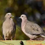 Pareja de tortolitas verano 2025 Los Ángeles, Diario La Tribuna