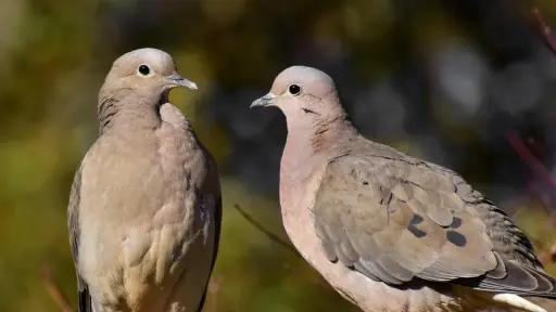 ¿Por qué decimos parecen tortolitos? La ciencia detrás de las parejas de aves que aparecen en verano