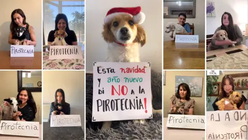 Lanzan campaña de concientización contra la pirotecnia y sus efectos en mascotas en Los Ángeles