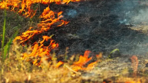 Reportan quema de pastizales al sur de Los Ángeles