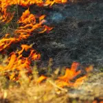 Incendio pastizales sector Rarinco Los Ángeles, referencial