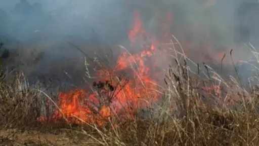 Quema de pastizales con avance rápido movilizó a bomberos de Los Ángeles