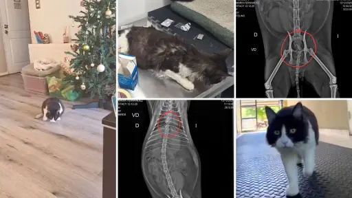 Stacy necesita ayuda: difunden campaña por gatita comunitaria que habría sido agredida en Los Ángeles