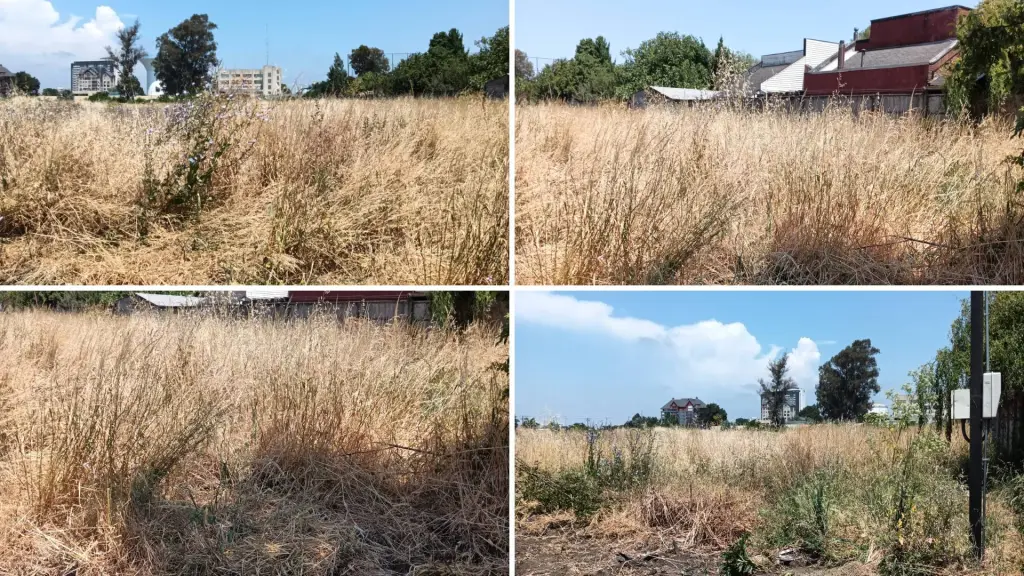 Pastizales en Los Ángeles