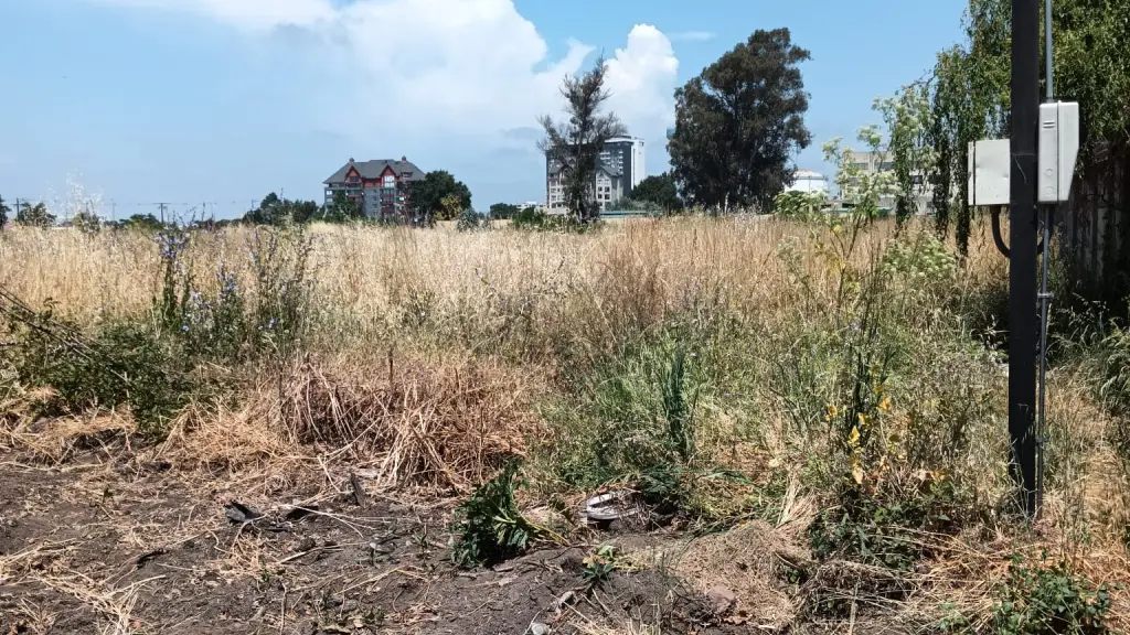 Pastizales en Los Ángeles 01 | Cedida