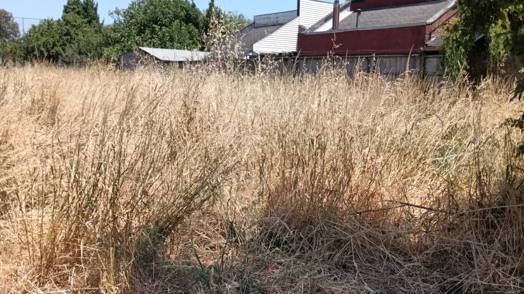 Pastizales en Los Ángeles 02 | Cedida