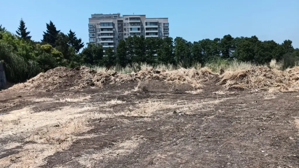 Pastizales en Los Ángeles 03 | Cedida