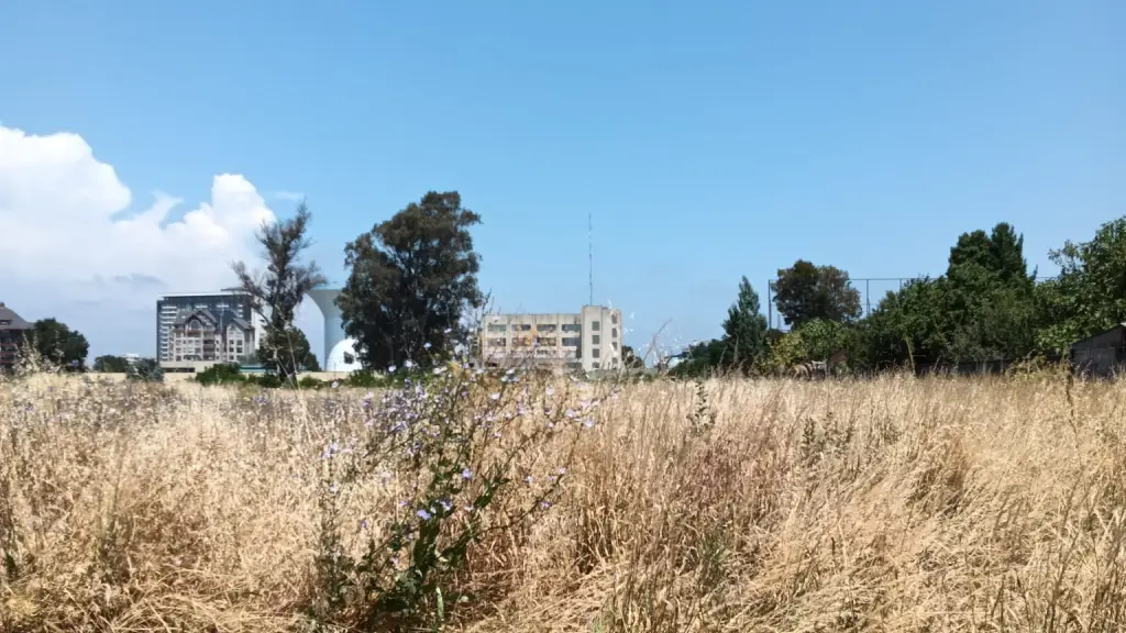 Pastizales en Los Ángeles 04 | Cedida