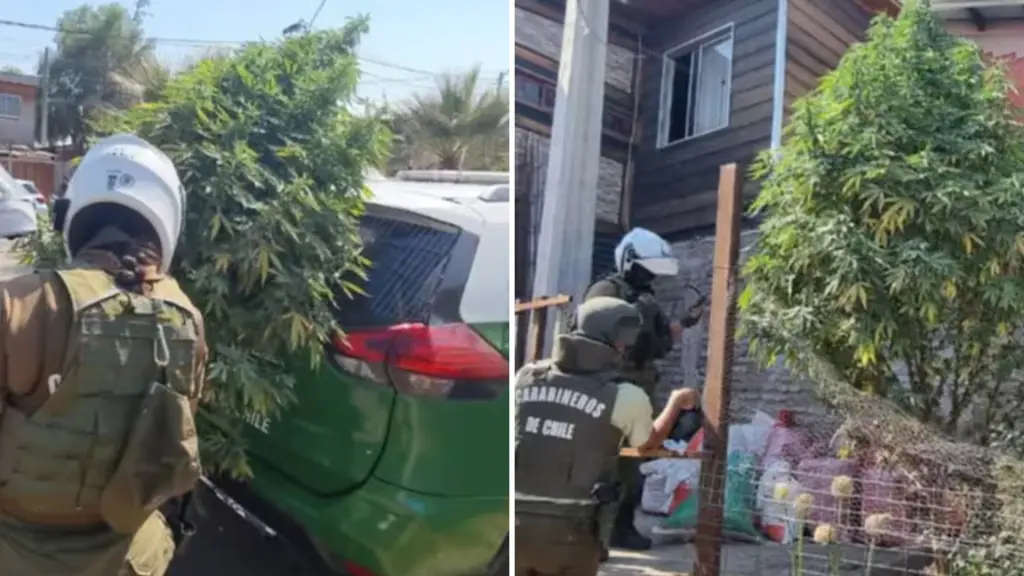 Incautan “árbol de marihuana” en San Bernardo, Carabineros