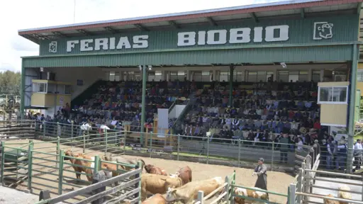 Ferias Bio Bio: 110 años liderando la tradición ganadera y el mercado del sur de Chile