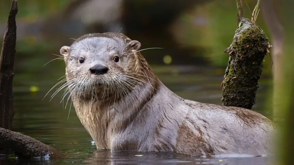 El tercer eje considera el control de especies invasoras que compiten por alimento y territorio, uno de los principales riesgos para la supervivencia de esta nutria., Ministerio del Medio Ambiente