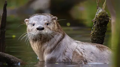 Buscan salvar al huillín: estas son las medidas del gobierno para evitar su extinción en Chile