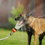 Golpe de calor en perros: cómo reconocerlo y qué hacer a tiempo, Diario La Tribuna