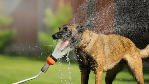 Golpe de calor en perros: cómo reconocerlo y qué hacer a tiempo