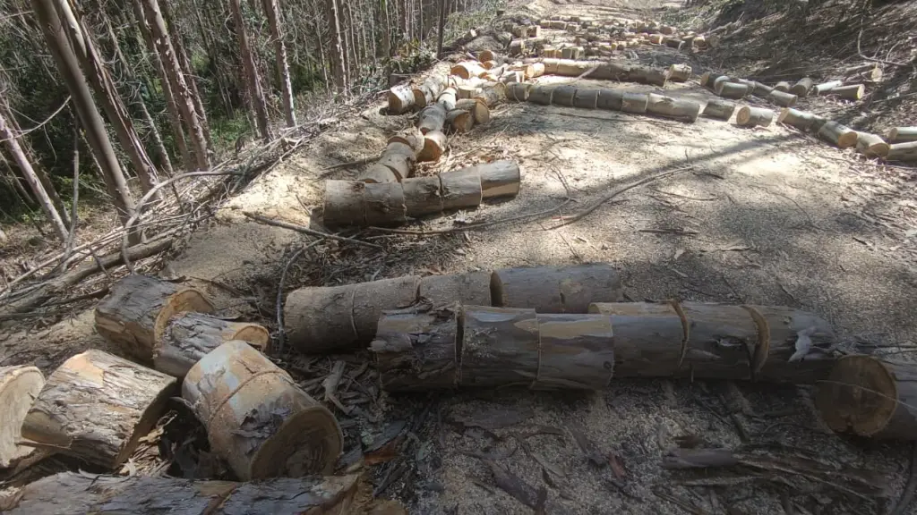 En Lebu la PDI recuperó madera robada desde un predio forestal, PDI BioBio