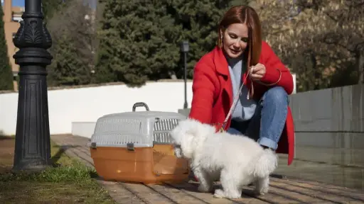 Servicio Agrícola y Ganadero refuerza orientaciones para viajar con mascotas en la temporada estival