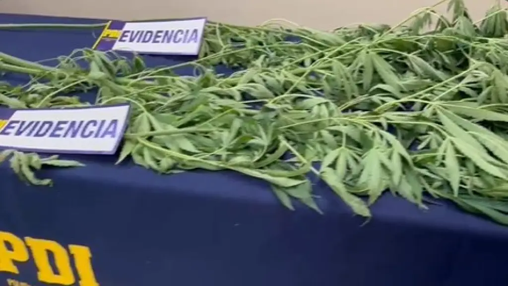Las plantas fueron incautadas junto con la detención del individuo., PDI Araucanía