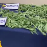 Las plantas fueron incautadas junto con la detención del individuo., PDI Araucanía
