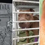 Presentan querella criminal contra pareja acusada de apuñalar y golpear a pitbull en Los Ángeles, La Tribuna