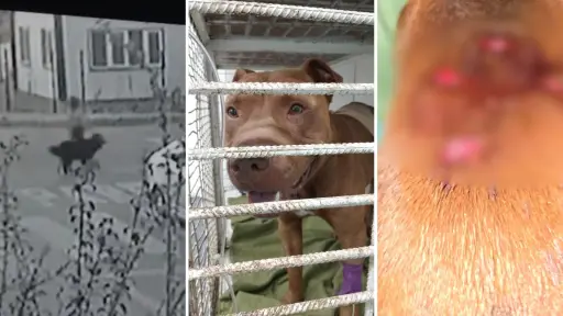 Presentan querella criminal contra pareja acusada de apuñalar y golpear a pitbull en Los Ángeles