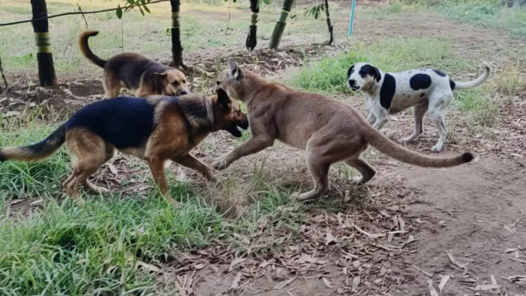 Puma atacó a perros en sector rural de Mulchén, La Tribuna