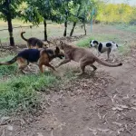 Puma atacó a perros en sector rural de Mulchén, La Tribuna