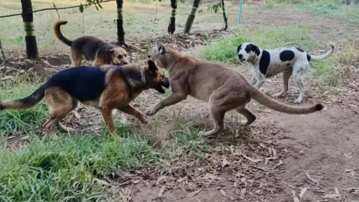 Puma atacó a perros en sector rural de Mulchén