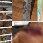 Perrito lucha por su vida tras ser brutalmente apuñalado en Los Ángeles, La Tribuna