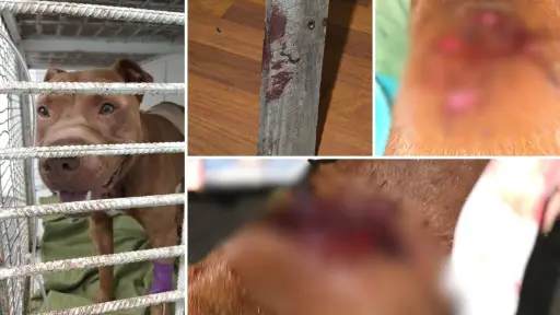 Perro lucha por su vida tras ser brutalmente apuñalado en Los Ángeles