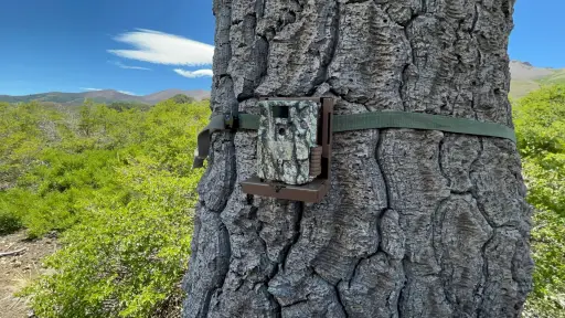 Refuerzan monitoreo del huemul tras nuevos avistamientos en el Parque Nacional Laguna del Laja