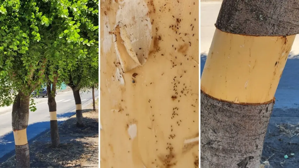 Investigan daño a tres quillayes en sector Goycolea Norte de Yumbel, La Tribuna