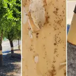 Investigan daño a tres quillayes en sector Goycolea Norte de Yumbel, La Tribuna