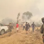 Incendios forestales en Biobío, Diario La Tribuna