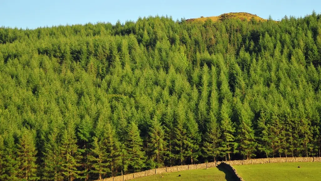 Plantaciones forestales en Chile, Ciper Chile
