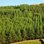 Plantaciones forestales en Chile, Ciper Chile