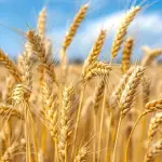 La tendencia de precios del trigo durante 2025 se mantuvo en los niveles más bajos de los últimos cuatro años según el Banco Mundial.