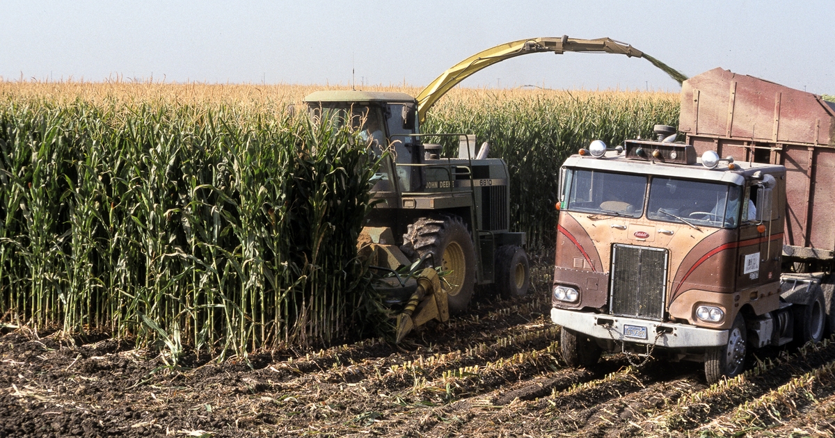 Las temperaturas favorables han beneficiado el desarrollo en toda la zona productora del maíz chileno. / Farm Progress