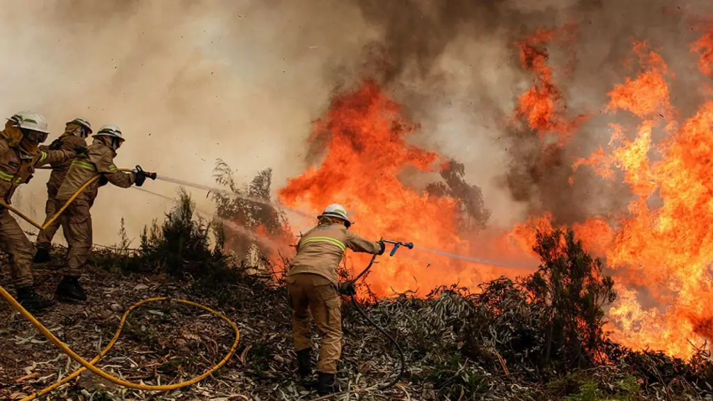 Brigadistas forestales son amenazados con armas de fuego mientras combatían incendio en Curanilahue, Diario La Tribuna