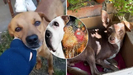 La otra cara del año nuevo: decenas de mascotas continúan perdidas a causa de los fuegos artificiales