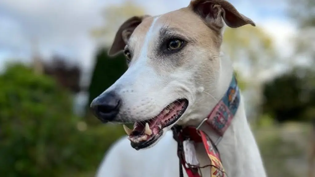 SAG Biobío recuerda requisitos zoosanitarios para viajar con mascotas fuera del país, Cedida