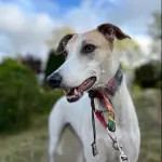 SAG Biobío recuerda requisitos zoosanitarios para viajar con mascotas fuera del país, Cedida