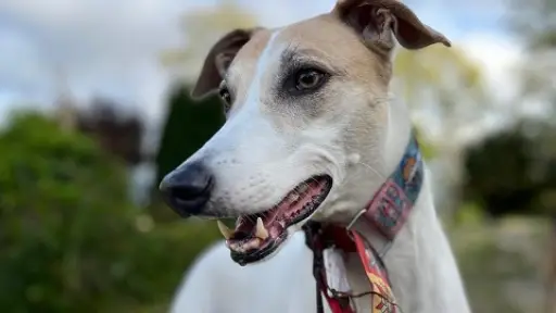 SAG Biobío recuerda requisitos zoosanitarios para viajar con mascotas fuera del país