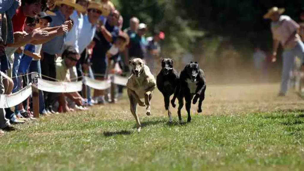 Hoy se vota el proyecto que busca prohibir las carreras de perros en Chile, Diario La Tribuna
