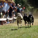 Hoy se vota el proyecto que busca prohibir las carreras de perros en Chile, Diario La Tribuna